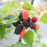Mulberry/ Summer Slice