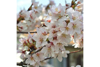 White Cherry Blossom Type