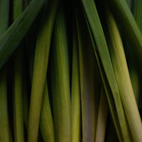 Sage Lemongrass / Cantaloupe