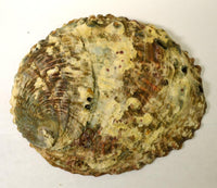 Abalone Shell 3-4"